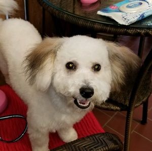 Meet your Posher, George